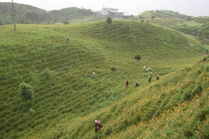 Flower fields Harvesting Yuli Taiwan