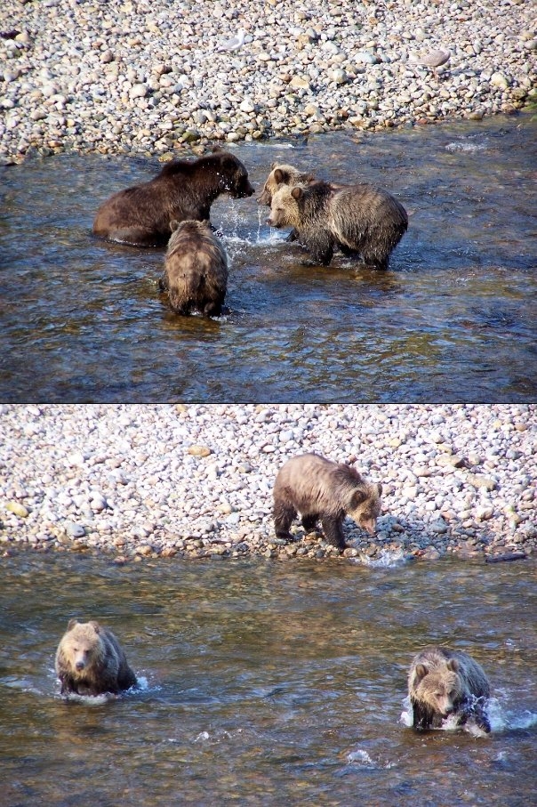 Grizzly bear cubs Knight Inlet Canada