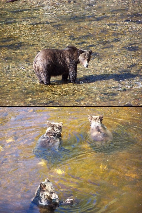 Grizzly bear cubs BC Canada