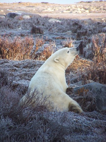 Polar Bear Churchill Manitoba Canada