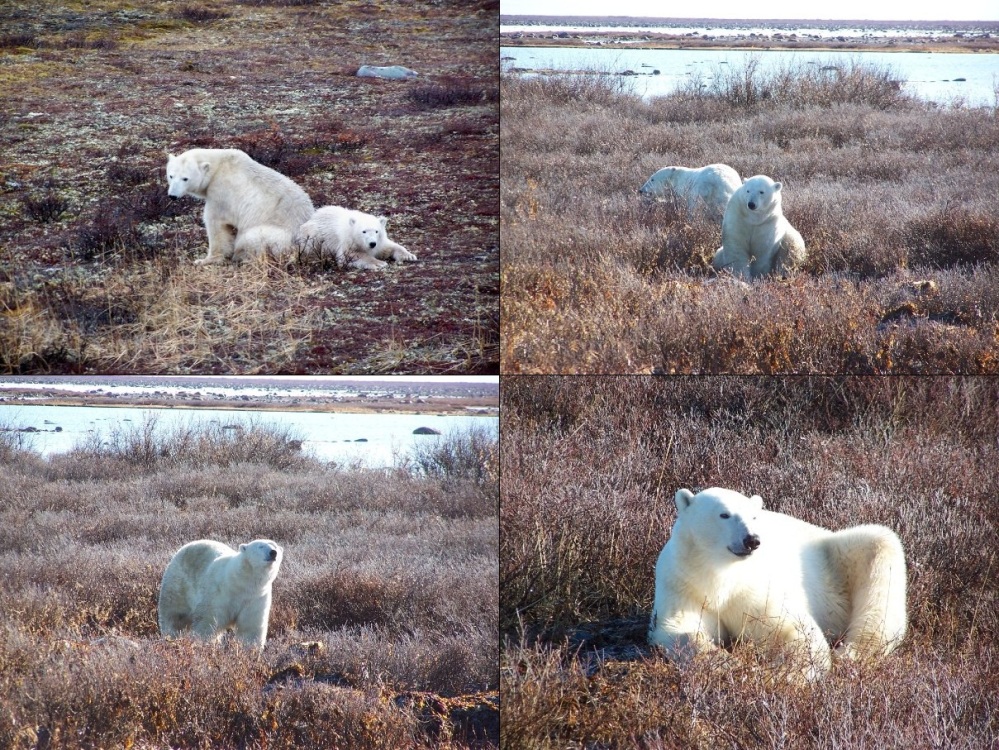Polar Bear Hudson Bay Manitoba Canada