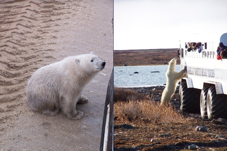 Polar Bear Churchill