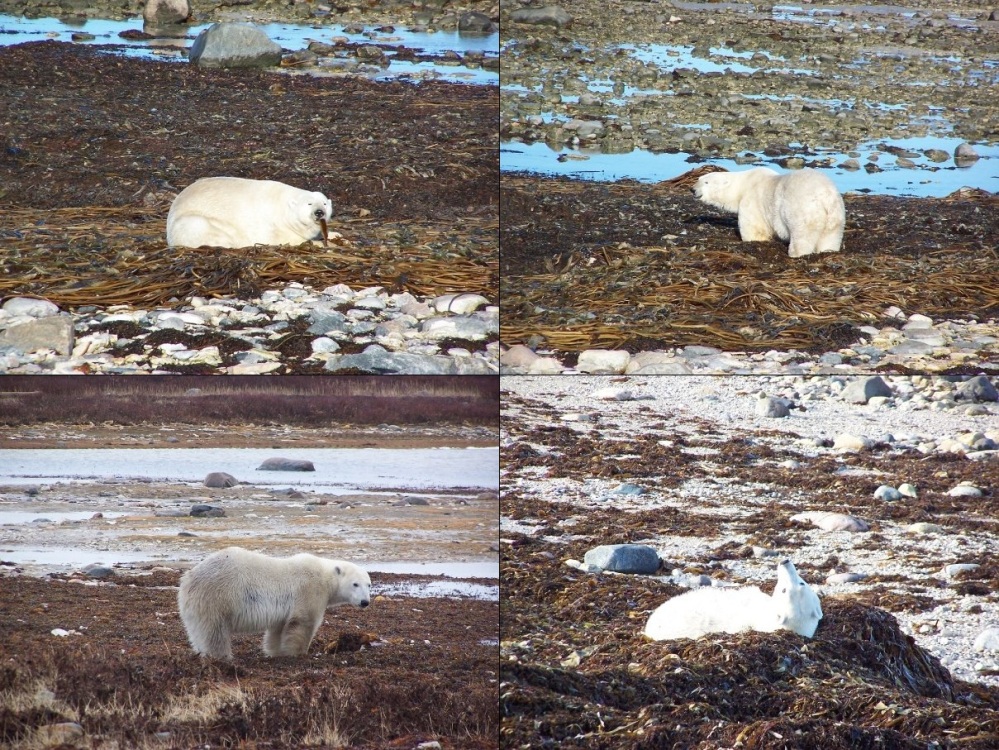 Polar bear Churchill Canada