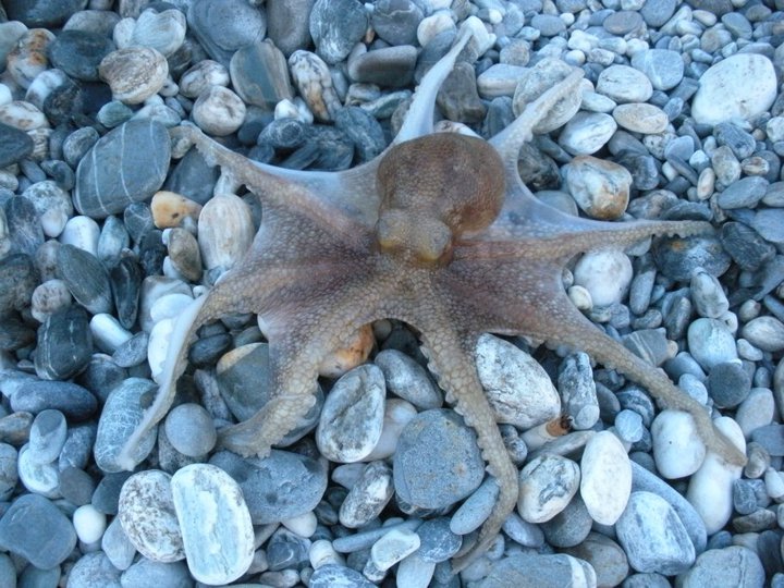 Octopus Rocky Beach Hualien Taiwan