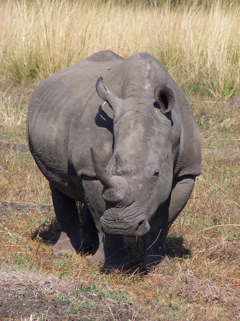 White Rhinocerous Mosi-oa-Tunya National Park Zambia Africa